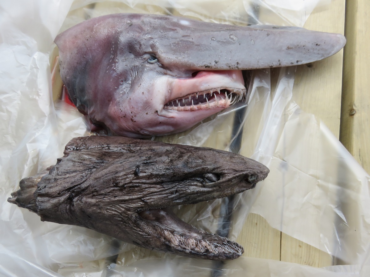 f:id:cyuuken1:20200916105703j:plain