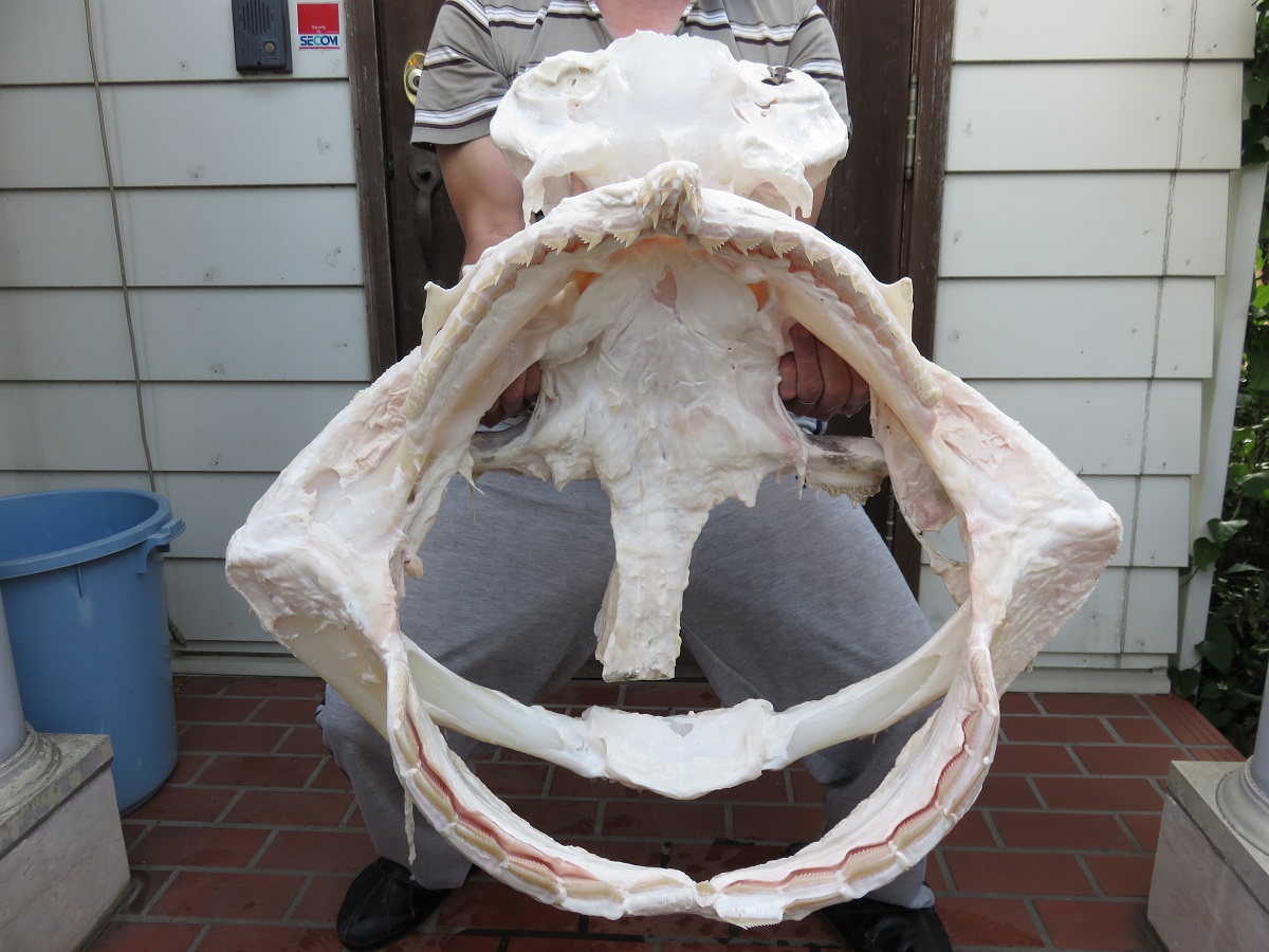 f:id:cyuuken1:20200916110513j:plain