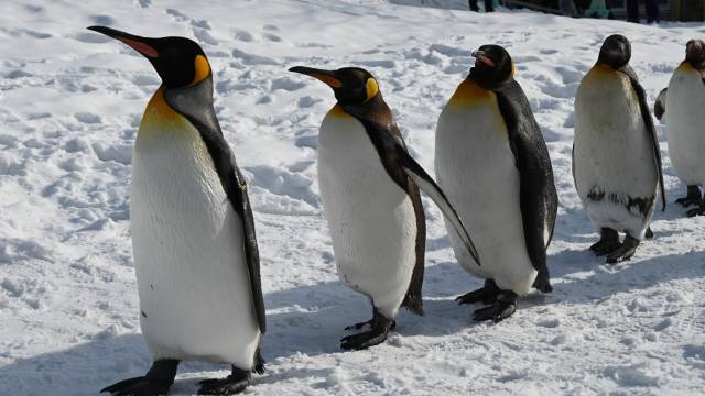魚 お 皿 ペンギンベビー 白 – ドイツ·ザイフェンの木のおもちゃ