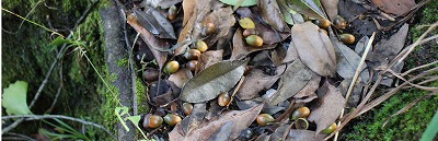 f:id:d-chuo:20171026074802j:plain