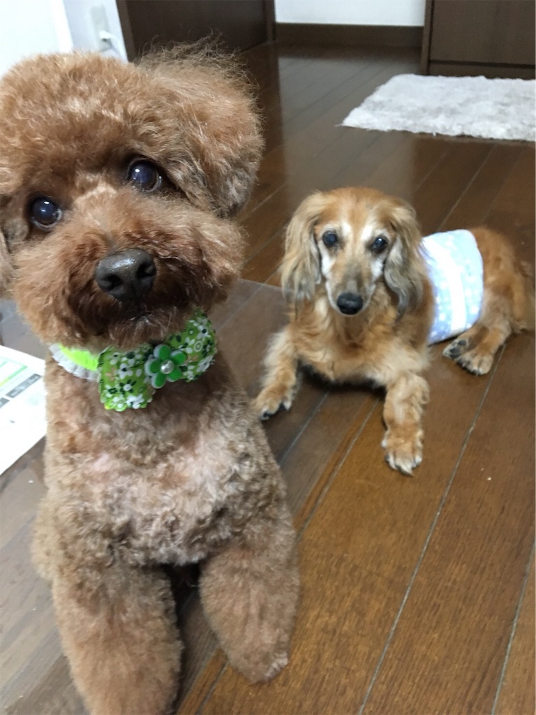 f:id:d-kobayashi-0512:20190115153742j:image