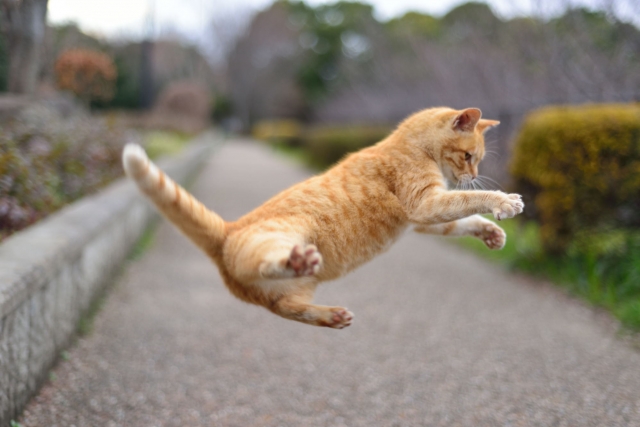 空飛ぶ猫 空飛ぶ猫の画像