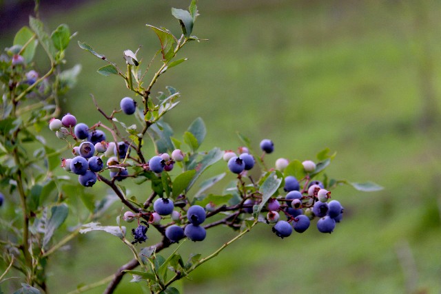 f:id:d-monkey:20160731180040j:plain f:id:d-monkey:20160731180040j:plain