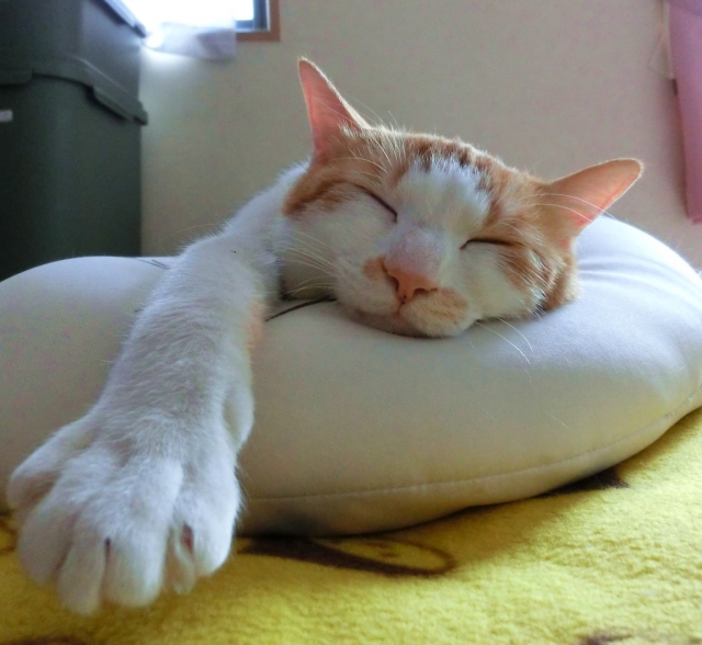 f:id:d-monkey:20160908183146j:plain f:id:d-monkey:20160908183146j:plain