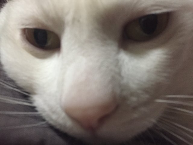 f:id:d-monkey:20160908184103j:plain f:id:d-monkey:20160908184103j:plain