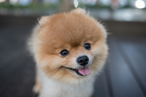 f:id:d-monkey:20161019175515j:plain