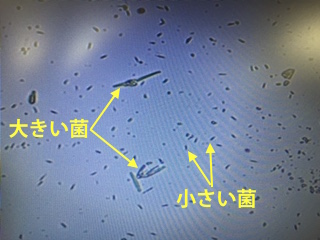 f:id:d-monkey:20161121152335j:plain