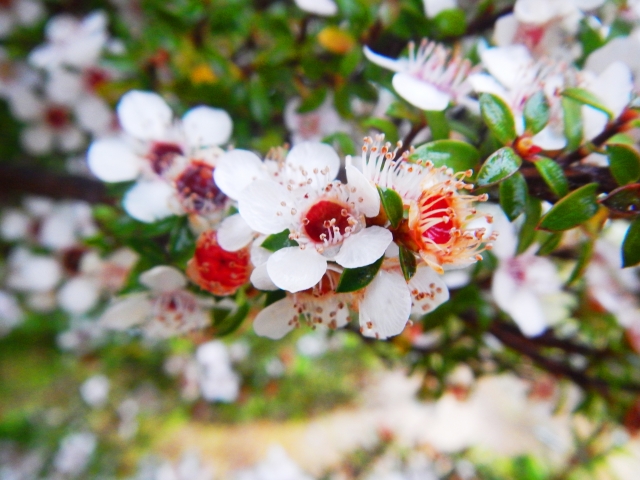 マヌカ, 花