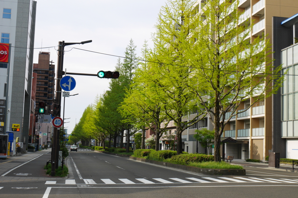 晩翠通り沿い新築マンション、ザパークハウス仙台晩翠 いまちず!