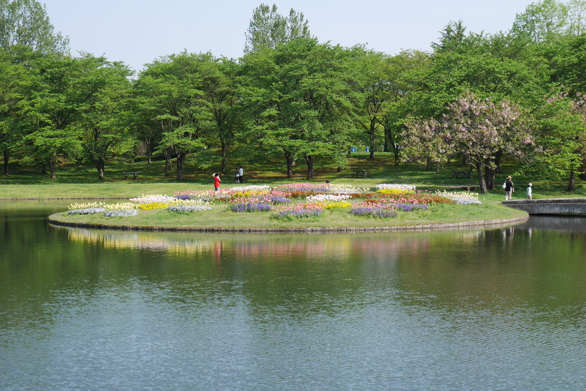 池に浮かぶチューリップ畑