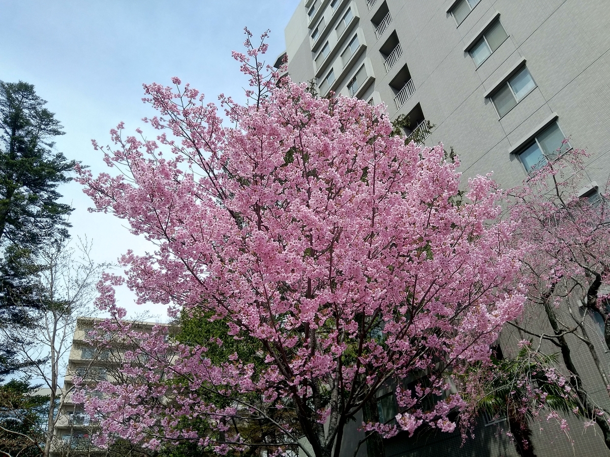 f:id:d-naka07:20200411190356j:plain