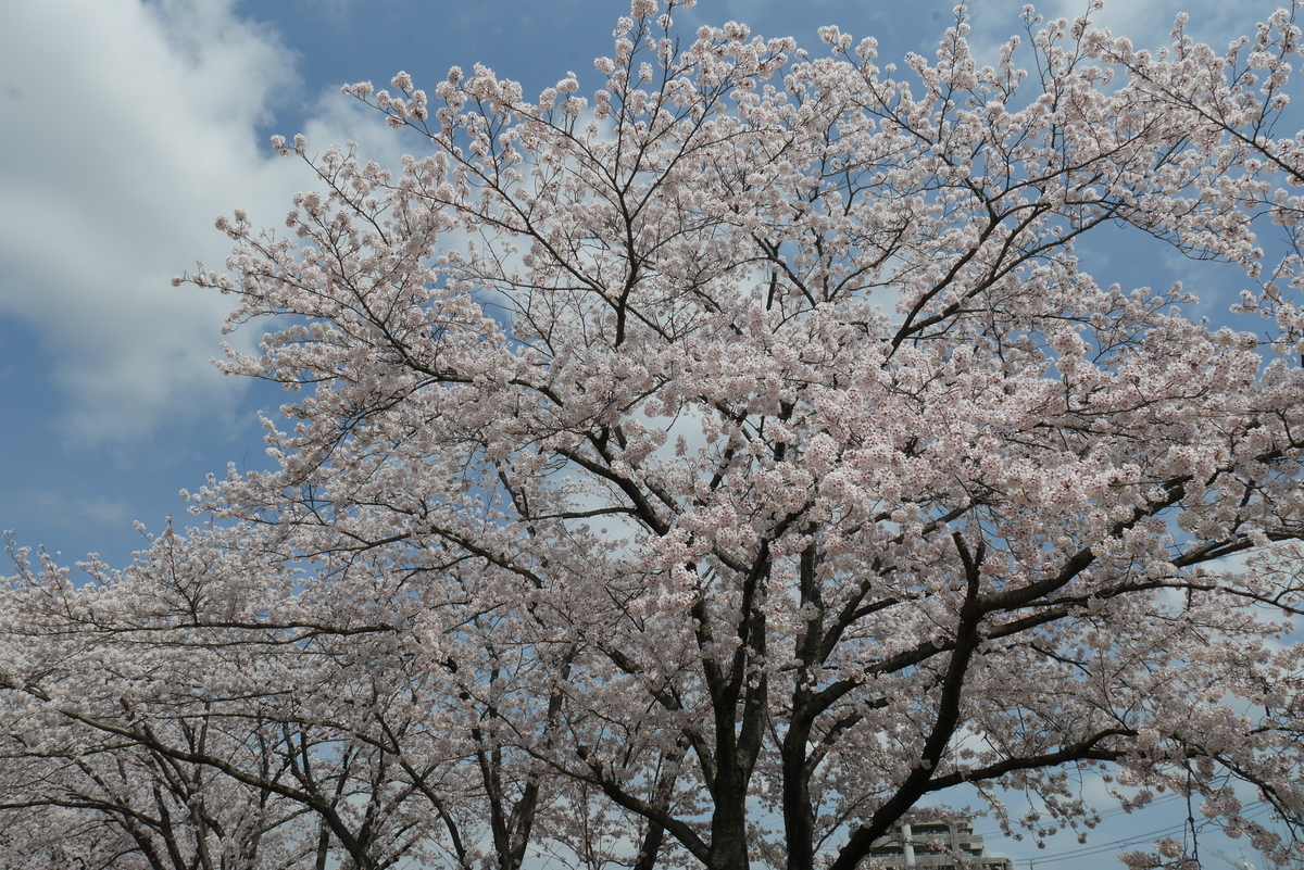 f:id:d-naka07:20210406234813j:plain