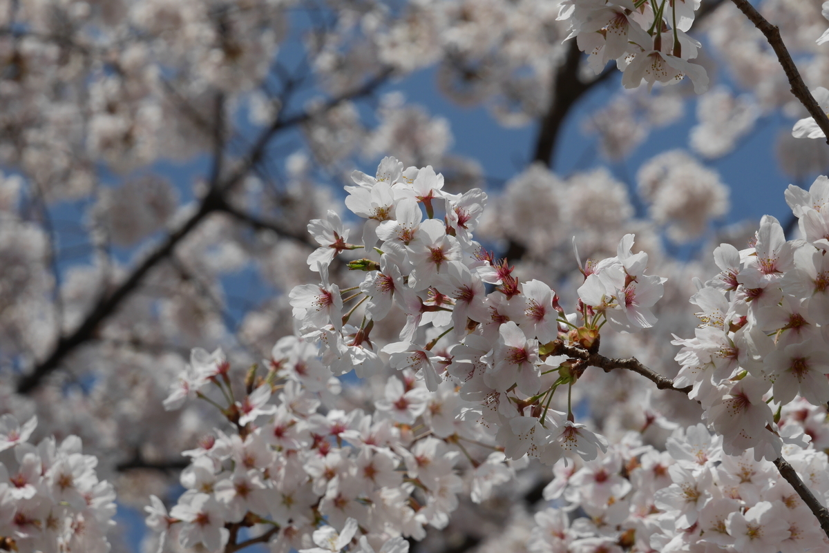 f:id:d-naka07:20210406234854j:plain