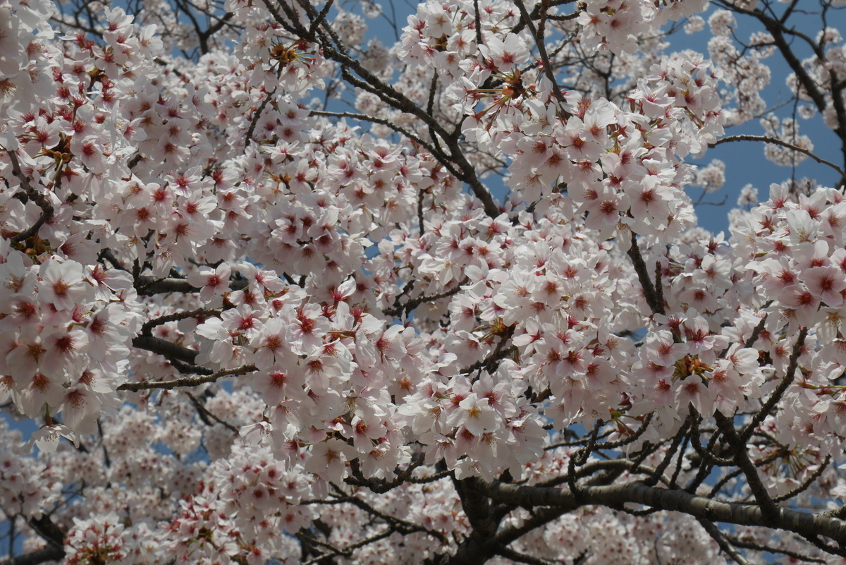 f:id:d-naka07:20210406235054j:plain