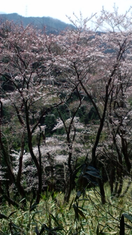 f:id:d-u-b:20120412114628j:image f:id:d-u-b:20120412114628j:image