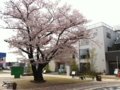 鳴海展示場桜