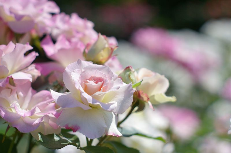 f:id:d127:20120617072429j:image