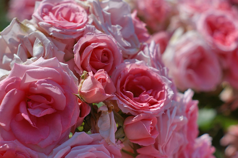 f:id:d127:20120617072430j:image