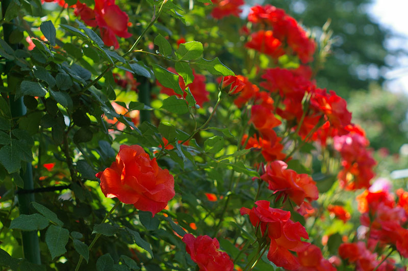 f:id:d127:20120617072431j:image