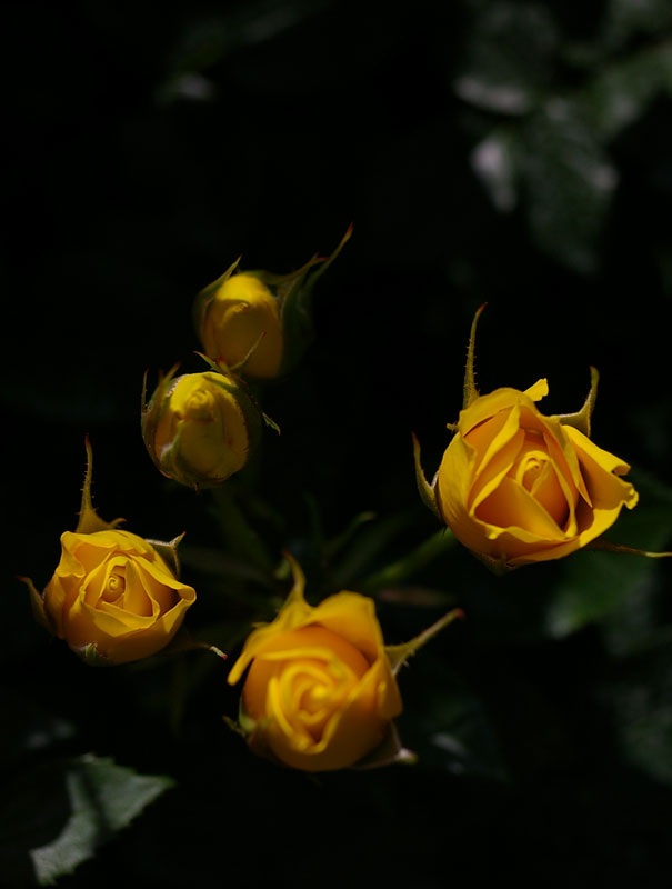 f:id:d127:20120617072432j:image