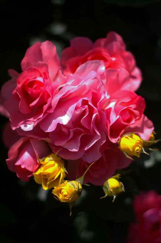 f:id:d127:20120617072433j:image