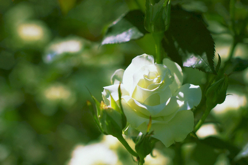 f:id:d127:20121209213408j:image