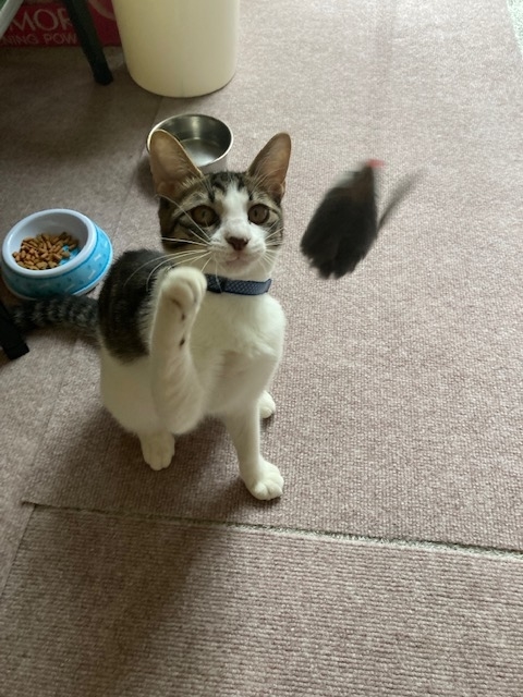 f:id:d261104:20210915141429j:plain