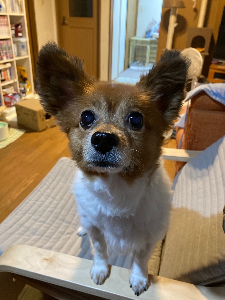 f:id:d261104:20211002211652j:plain