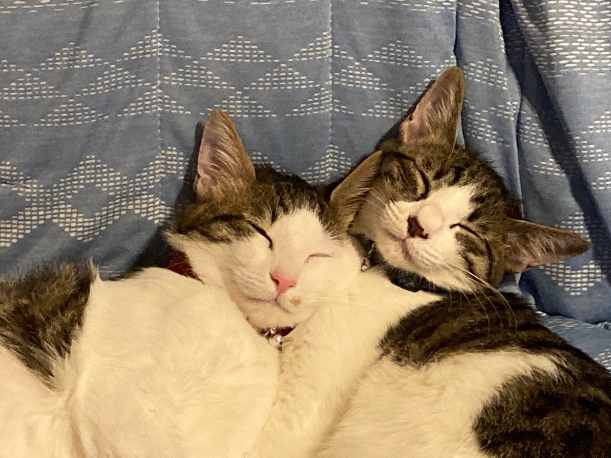 f:id:d261104:20211003233234j:plain