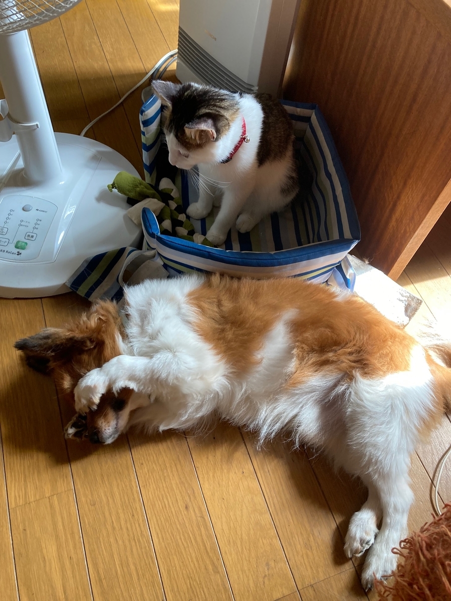 f:id:d261104:20211007210616j:plain