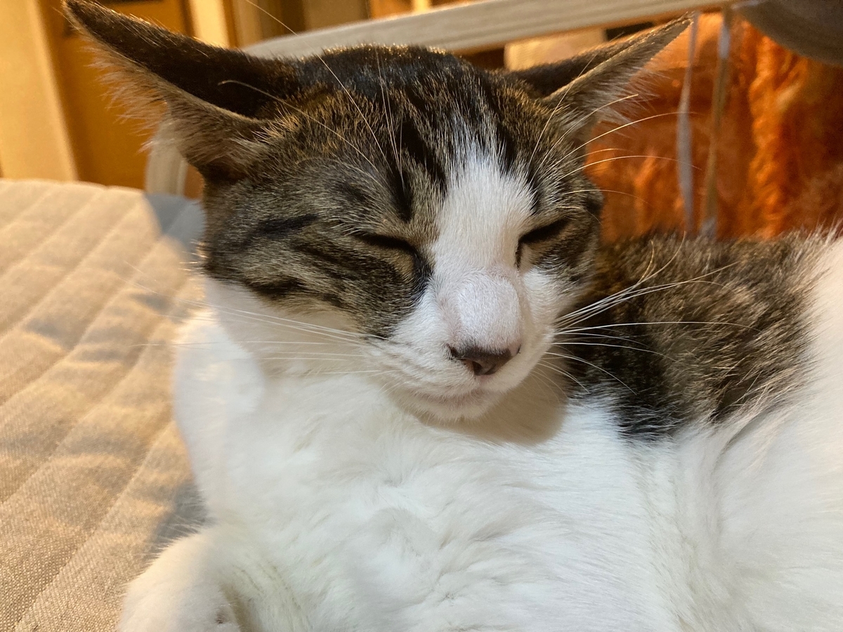 f:id:d261104:20211014213948j:plain