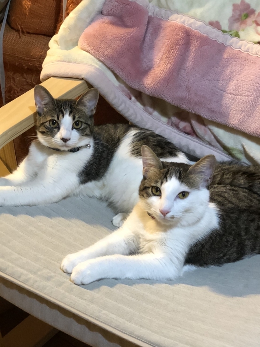 f:id:d261104:20211016223239j:plain