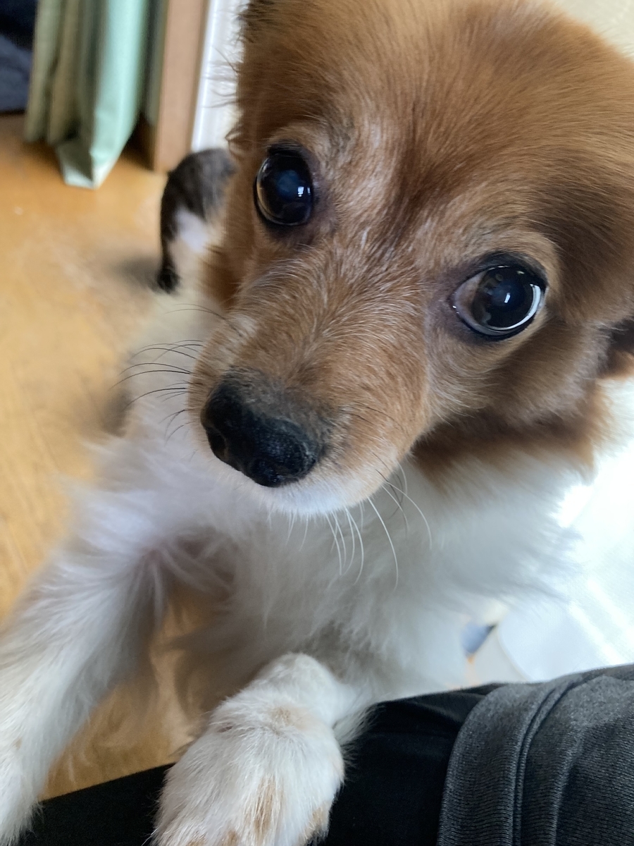 f:id:d261104:20211107100036j:plain