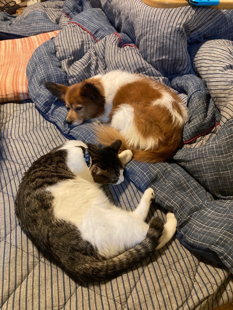 f:id:d261104:20211128213425j:plain