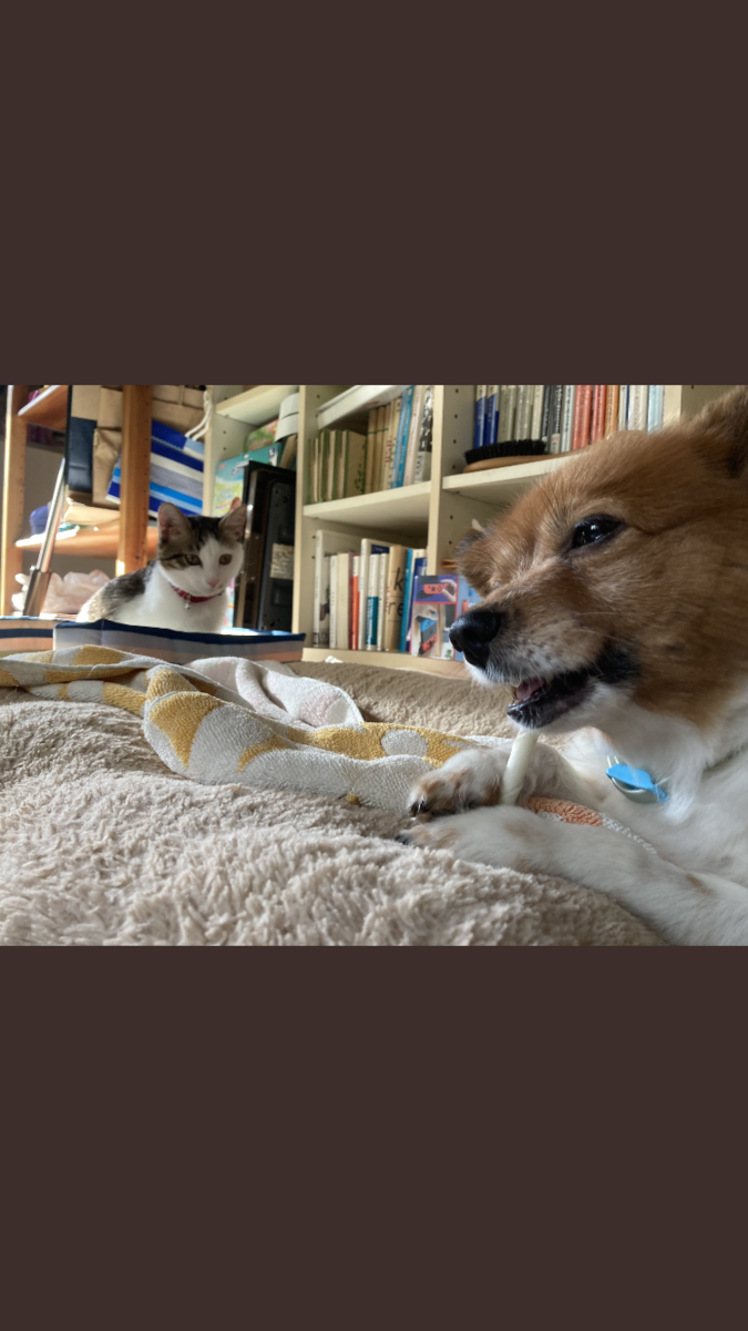 f:id:d261104:20220402235125p:plain