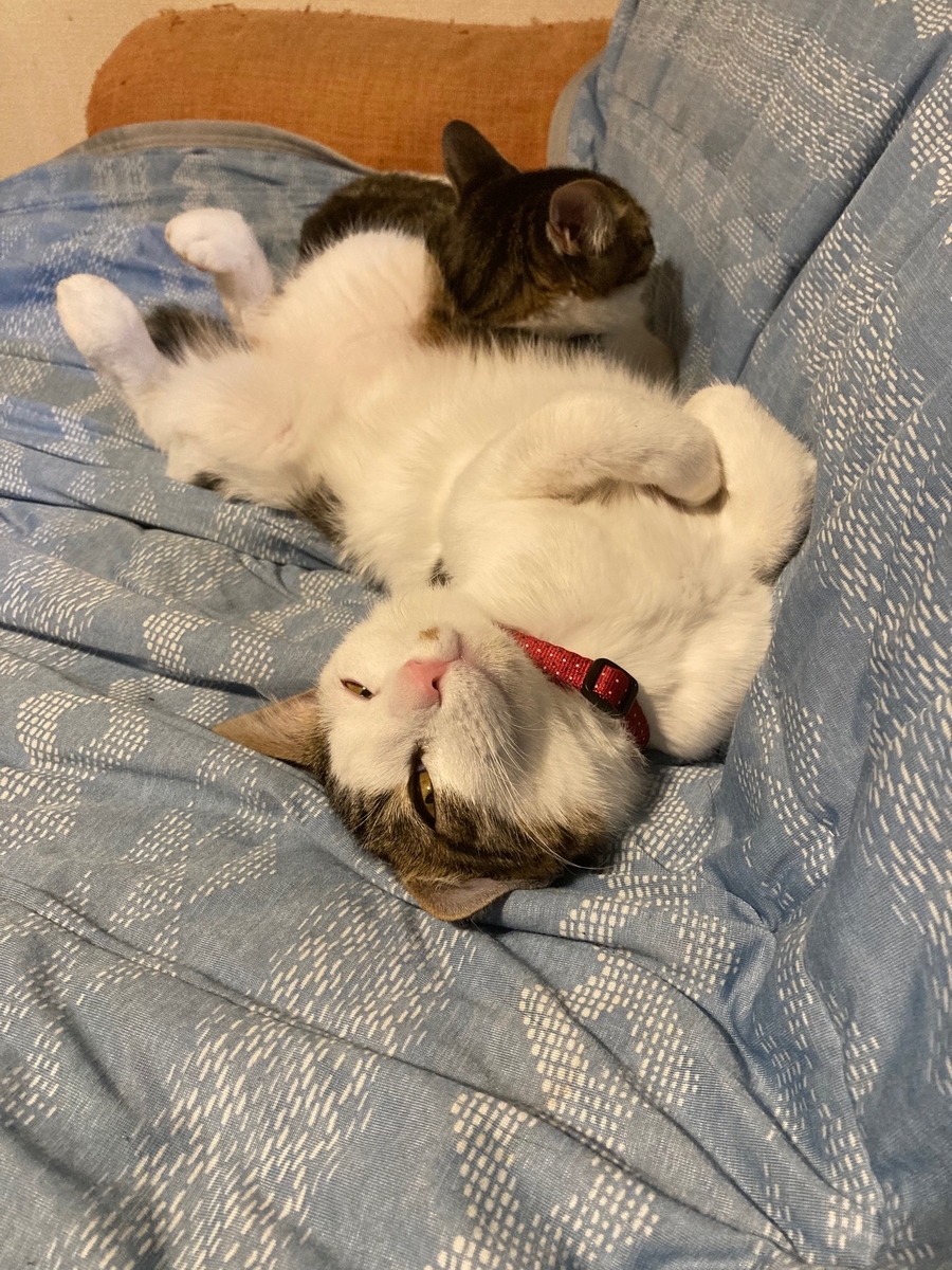 f:id:d261104:20220402235216j:plain