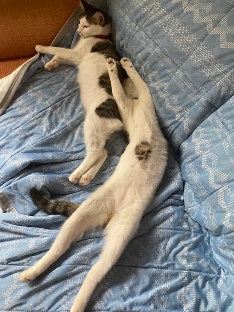 f:id:d261104:20220402235238j:plain