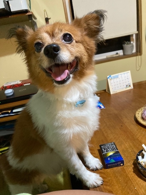 f:id:d261104:20220402235255j:plain