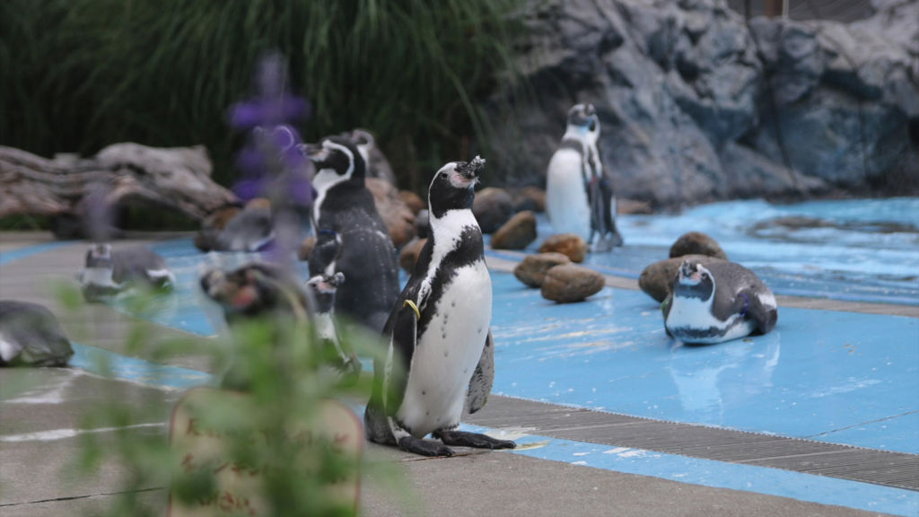 f:id:d_wackys:20170830152133j:plain:w200 f:id:d_wackys:20170830152133j:plain:w200