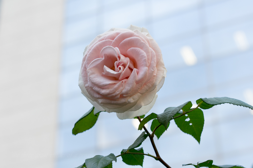 f:id:d_ymkw:20160702023511j:plain