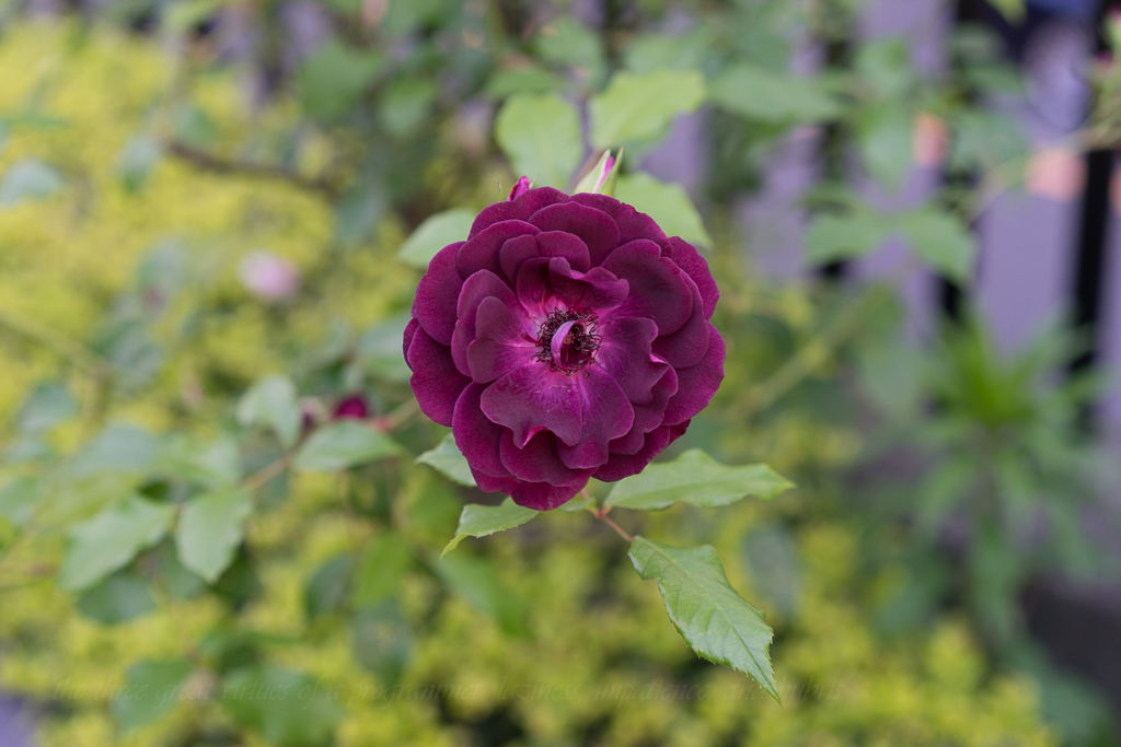 f:id:d_ymkw:20160702023513j:plain