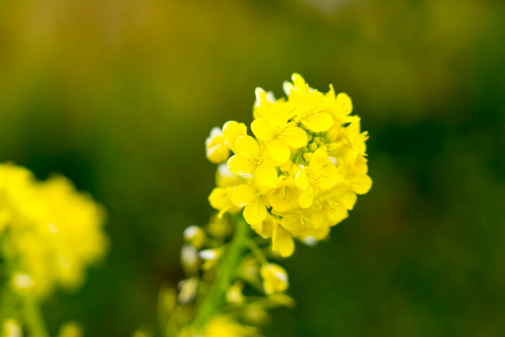 f:id:d_ymkw:20170326234954j:plain