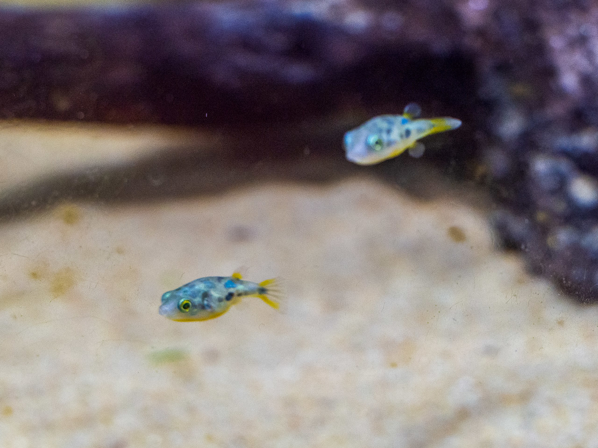 立ちぶどう 千本 C 39 Est Bon 北区 大阪 Nyme