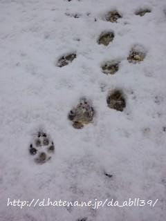 個別 1117雪犬の足跡 の写真 画像 画像置き場 個別 1117雪犬の足跡 の写真 画像 画像置き場