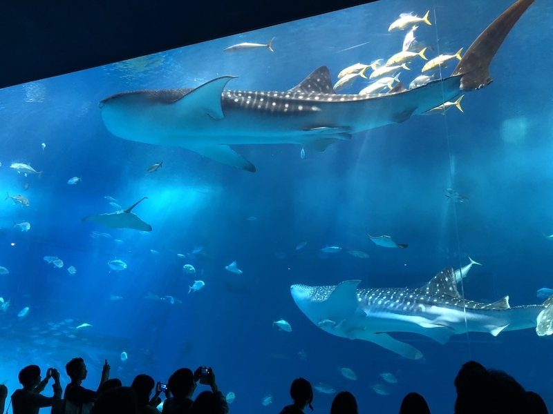 f:id:dachikusakun:20181230225736j:plain