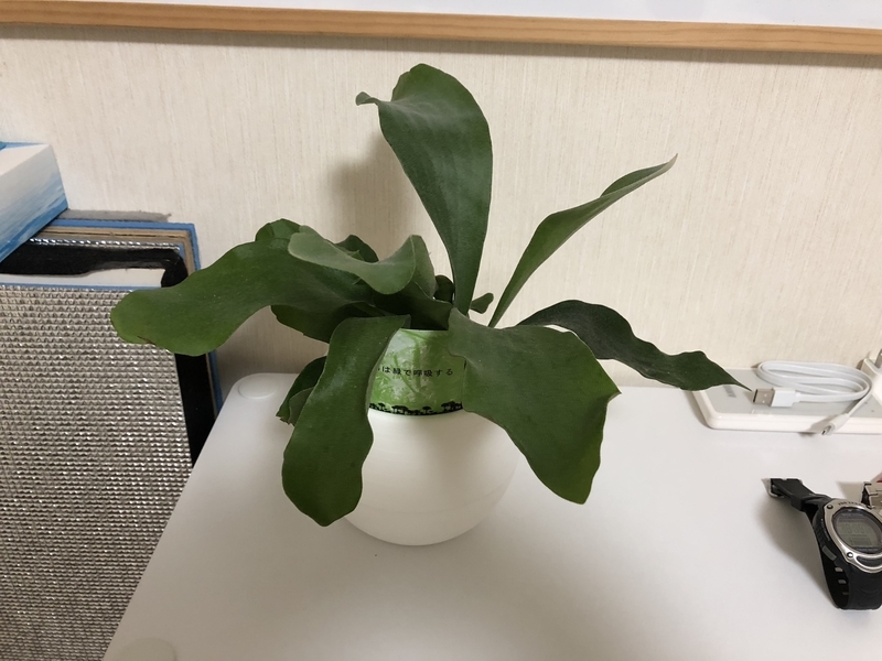 f:id:dachikusakun:20181230230418j:plain