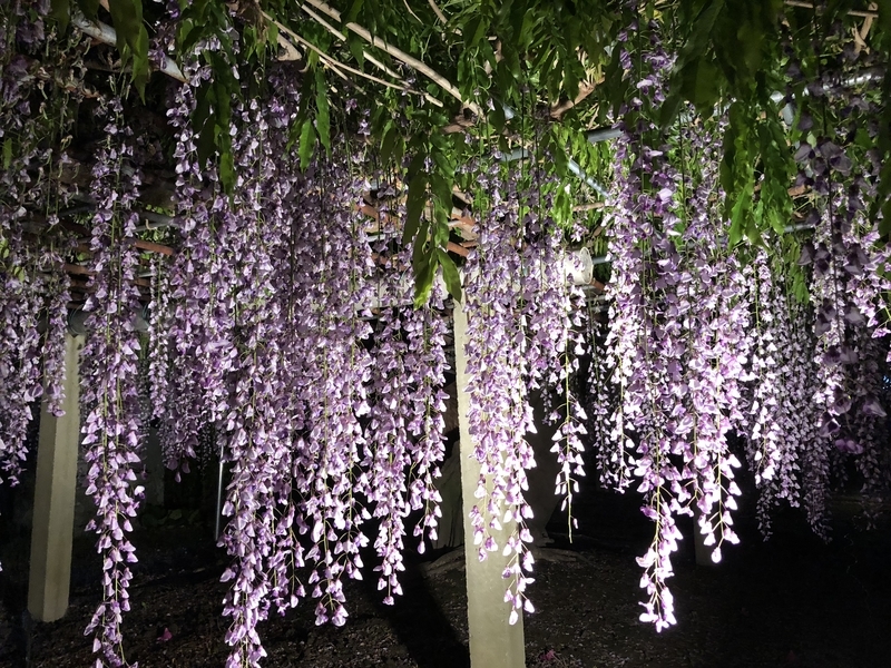 f:id:dachikusakun:20181230235459j:plain