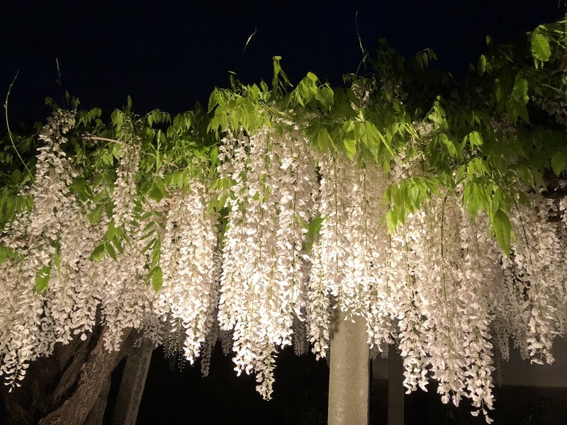 f:id:dachikusakun:20181230235500j:plain