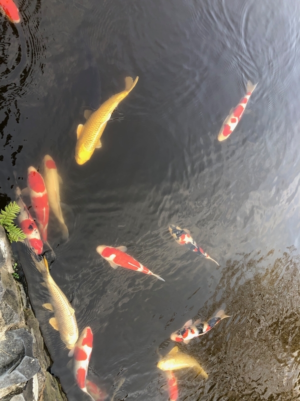 f:id:dachikusakun:20190218224231j:plain f:id:dachikusakun:20190218224231j:plain