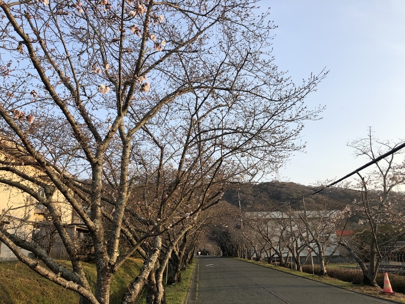 f:id:dachikusakun:20190327181330j:plain f:id:dachikusakun:20190327181330j:plain